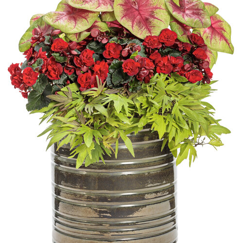 Patio Container: faint_of_heart.jpg