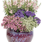 Thumbnail of Patio Container: fashion_canvas.jpg