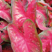 Thumbnail of Heart to Heart® Fast Flash™ - Sun or Shade Caladium - Caladium hortulanum