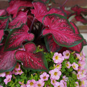 Thumbnail of Close-up: fastflash_combo_2.jpg