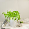 Living Lace® Hurricane - Dropped - Bird's Nest Fern - Asplenium antiquum