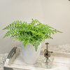 Living Lace® Parvati - Mother Fern - Asplenium difforme x dimorphum