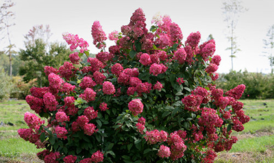 stunning hydrangeas