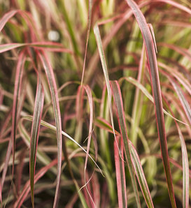 Graceful Grasses® 'Fireworks' - Variegated Red Fountain Grass - Pennisetum setaceum