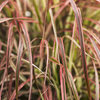Graceful Grasses® 'Fireworks' - Variegated Red Fountain Grass - Pennisetum setaceum