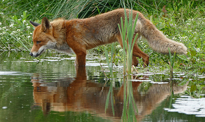 fox-water-cover_cc72