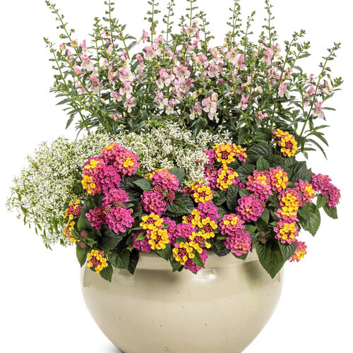 Patio Container: fruitful.jpg