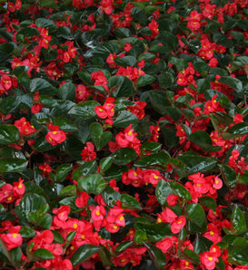Surefire® Red II - Begonia benariensis