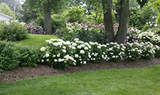 garden design