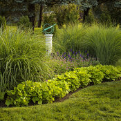 Thumbnail of Landscape: garden_grasses_and_globe_13.jpg