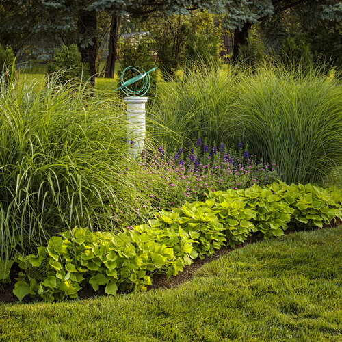 Landscape: garden_grasses_and_globe_13.jpg