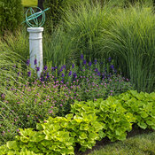 Thumbnail of Landscape: garden_grasses_and_globe_30.jpg