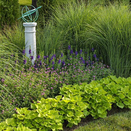 Landscape: garden_grasses_and_globe_30.jpg