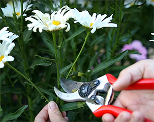 gardening maintenance