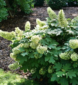 Gatsby Glow Ball® - Oakleaf hydrangea - Hydrangea quercifolia
