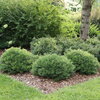 Gem Box Prime® - Inkberry holly - Ilex glabra