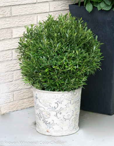 Ilex Shrub