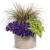 Thumbnail of Patio Container: Gigi