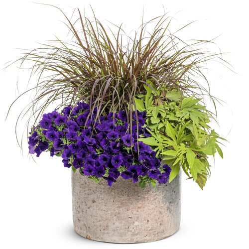 Patio Container: Gigi