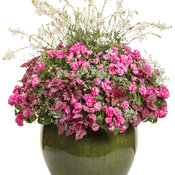 Thumbnail of Patio Container: Dropped - Rockapulco® Rose
