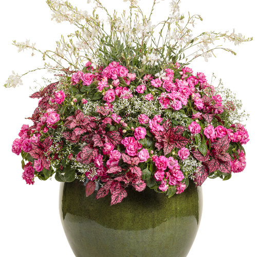 Patio Container: Dropped - Rockapulco® Rose