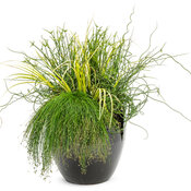 Thumbnail of Patio Container: gulf_breeze-600x491-cc98def.jpg