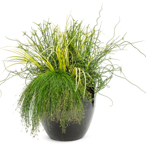 Patio Container: gulf_breeze-600x491-cc98def.jpg