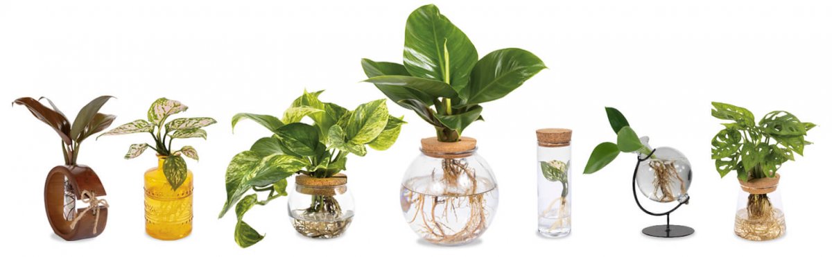 leafjoy H2O