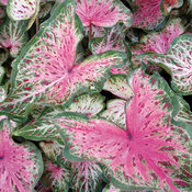 Thumbnail of Heart to Heart® 'Heart and Soul' - Sun or Shade Caladium - Caladium hortulanum