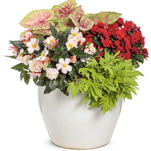 Patio Container: Heart Pounding