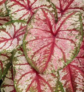 Heart to Heart® 'Bottle Rocket' - Sun or Shade Caladium - Caladium hortulanum