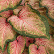 Thumbnail of Tag Image: heart_to_heart_chinook.jpg