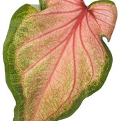 Thumbnail of Cut-out: heart_to_heart_chinook_macro-01.jpg