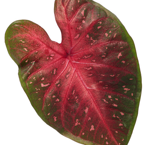 Cut-out: heart_to_heart_fast_flash_macro-02.jpg