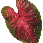 Thumbnail of Cut-out: heart_to_heart_fast_flash_macro-02.jpg