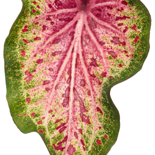Cut-out: heart_to_heart_heart_and_soul_macro-03.jpg