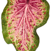 Thumbnail of Cut-out: heart_to_heart_heart_and_soul_macro-03.jpg