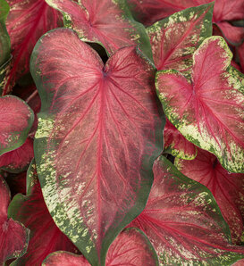 Heart to Heart® 'Heart's Delight' - Sun or Shade Caladium - Caladium hortulanum