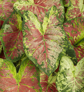 Heart to Heart® 'Mesmerized' - Sun or Shade Caladium - Caladium hortulanum