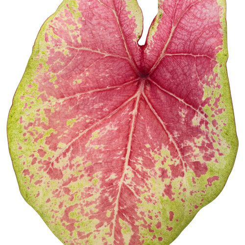 Cut-out: heart_to_heart_raspberry_moon_macro-03.jpg