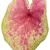 Thumbnail of Cut-out: heart_to_heart_raspberry_moon_macro-03.jpg