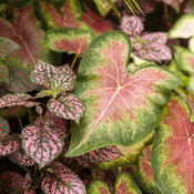 Thumbnail of Close-up: heart_to_heart_rose_glow_16.jpg