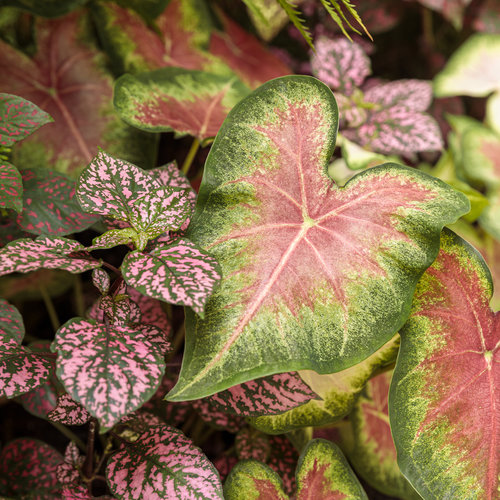 Close-up: heart_to_heart_rose_glow_16.jpg