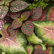 Thumbnail of Close-up: heart_to_heart_rose_glow_29.jpg