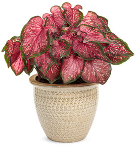 Heart to Heart® 'Scarlet Flame' - Sun or Shade Caladium - Caladium hortulanum