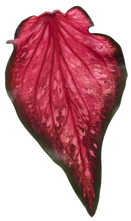 heart_to_heart_scarlet_flame_macro-02