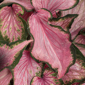 Thumbnail of Close-up: heart_to_heart_va_va_violet.jpg