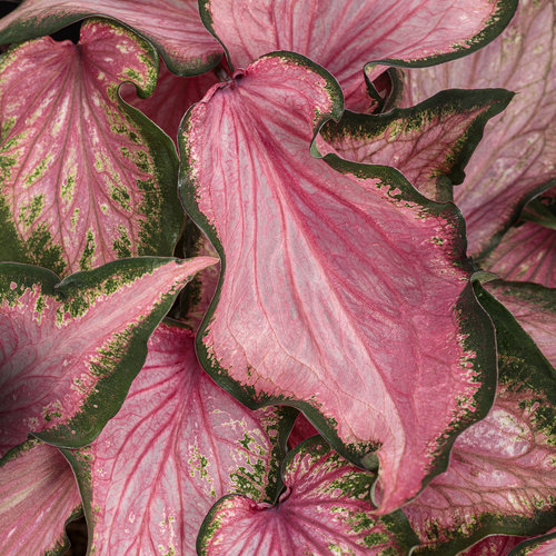 Close-up: heart_to_heart_va_va_violet.jpg