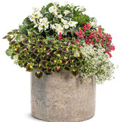 Thumbnail of Patio Container: hearth_and_home.jpg