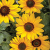 Suncredible® Yellow - Retired April 2026 - Sunflower - Helianthus hybrid